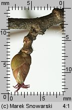 Corylus avellana (leszczyna pospolita)