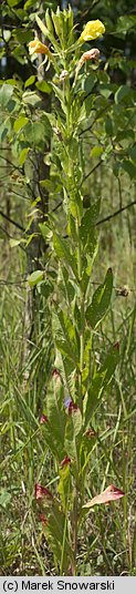 Oenothera biennis (wiesiołek dwuletni)