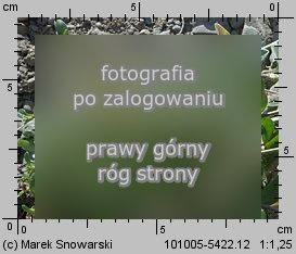 Cerastium holosteoides (rogownica pospolita)