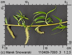 Salix ×sepulcralis (wierzba żałobna)
