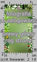 Celosia argentea var. spicata (celozja srebrzysta odm. kłosowa)