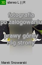 Solanum nigrum (psianka czarna)