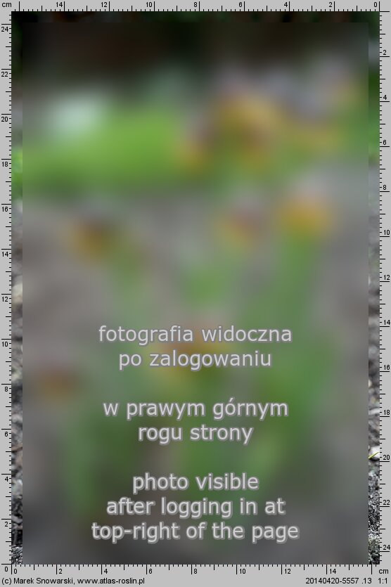 Fritillaria michailovskyi (szachownica Michaiłowskiego)