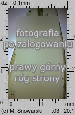 Dicranum polysetum (widłoząb kędzierzawy)