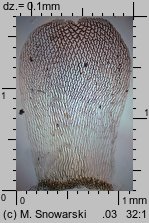 Sphagnum magellanicum (torfowiec magellański)
