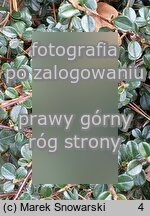 Cotoneaster rotundifolius (irga okrągłolistna)