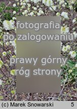 Fothergilla ×intermedia Mount Airy