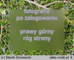 Cotoneaster horizontalis var. perpusillus (irga karłowata)