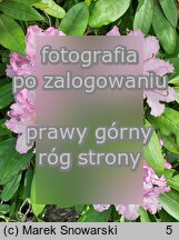 Rhododendron smirnowii (różanecznik Smirnowa)