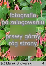 Lonicera ×brownii (wiciokrzew Browna)