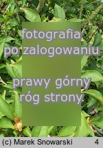 Stewartia serrata (stewarcja piłkowana)