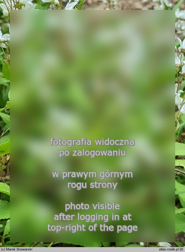 Deutzia gracilis Nikko