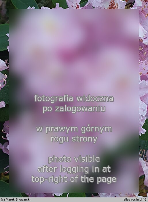 Rhododendron Etzel