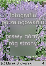 Nepeta grandiflora (kocimiętka wielkokwiatowa)