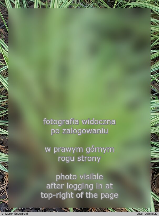 Molinia arundinacea Variegata