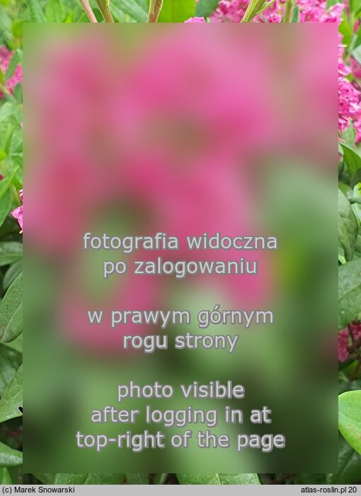 Kalmia angustifolia (kalmia wąskolistna)