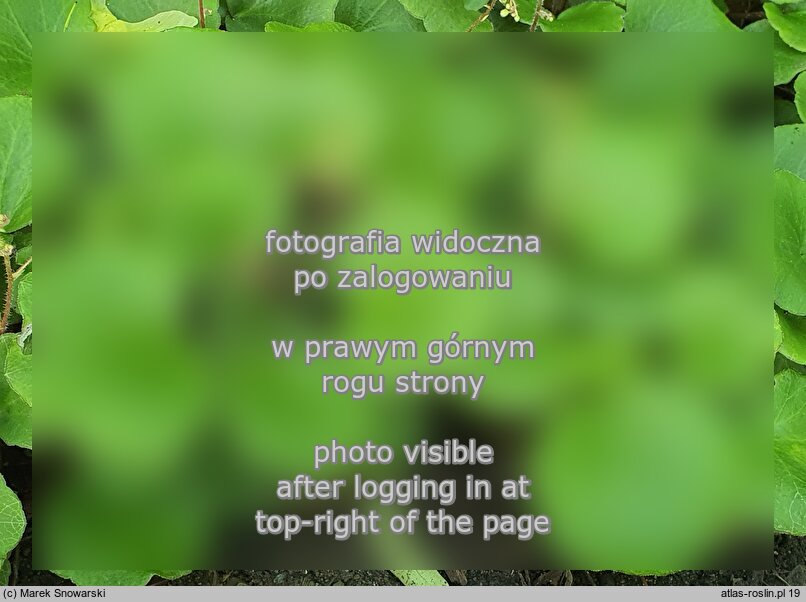 Saxifraga ×geum (skalnica kuklikowa)