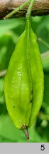 Halesia tetraptera (ośnieża czteroskrzydła)