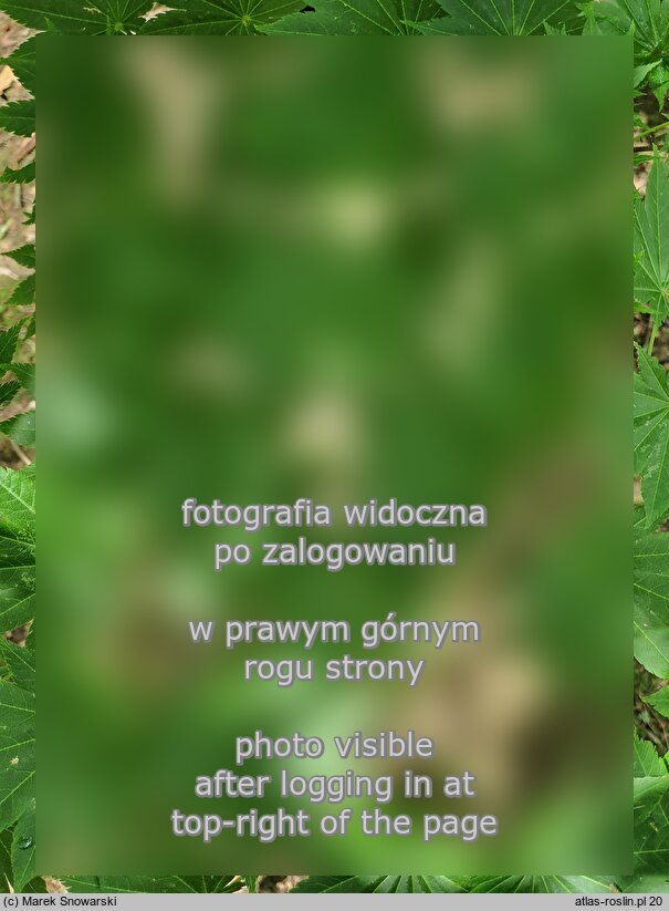 Acer shirasawanum (klon Shirasawy)