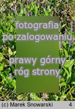 Pontederia cordata (rozpław sercowaty)