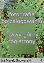 Hypericum polyphyllum Grandiflorum