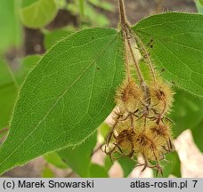 Kolkwitzia amabilis (kolkwicja chińska)