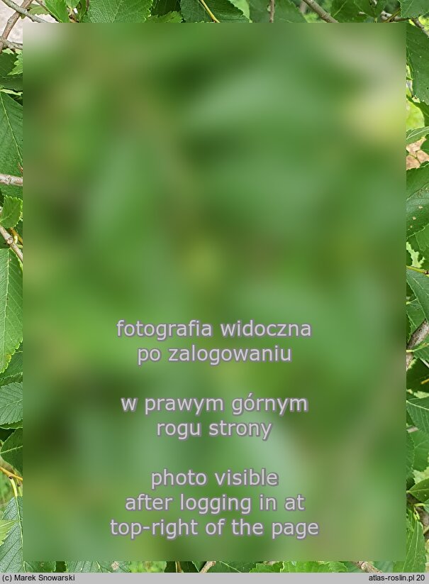 Ulmus pumila (wiąz syberyjski)