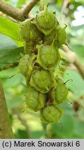 Corylopsis sinensis (leszczynowiec chiński)