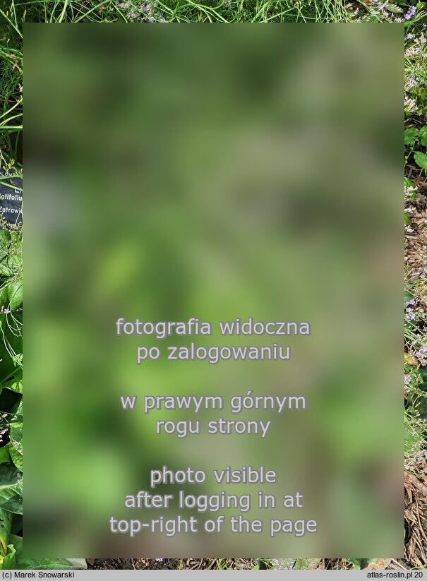 Limonium platyphyllum (zatrwian szerokolistny)