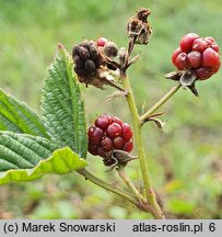 Rubus plicatus (jeżyna fałdowana)
