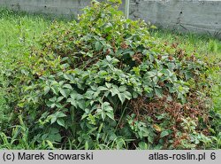 Rubus plicatus (jeżyna fałdowana)