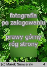 Pterocarya fraxinifolia (skrzydłorzech kaukaski)