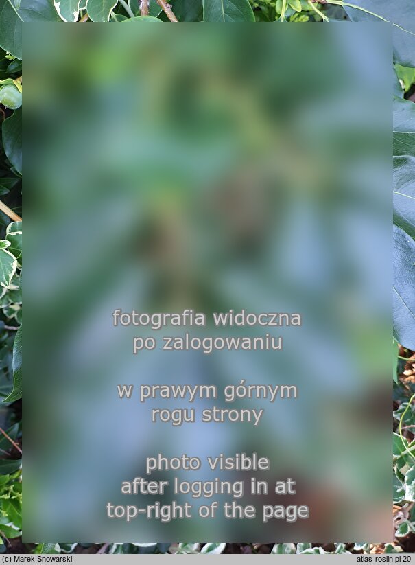 Diospyros virginiana (hurma amerykańska)