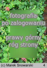 Lonicera ×brownii (wiciokrzew Browna)