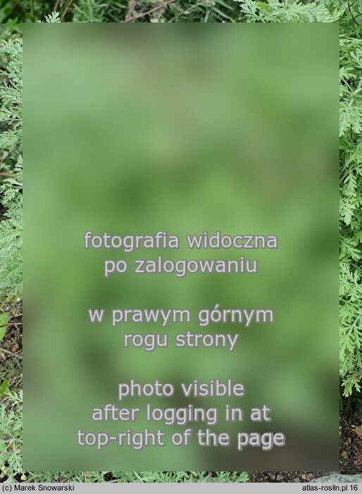 Artemisia frigida (bylica frędzlasta)