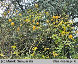 Citrus trifoliata (pomarańcza trójlistkowa)