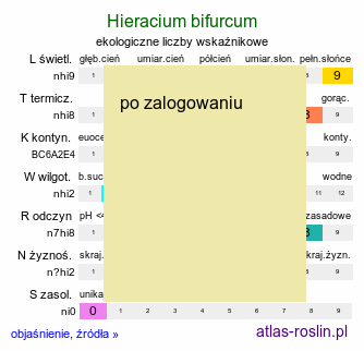 ekologiczne liczby wskaźnikowe Hieracium bifurcum (jastrzębiec rozwidlony)