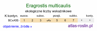 ekologiczne liczby wskaźnikowe Eragrostis multicaulis (miłka wielołodygowa)