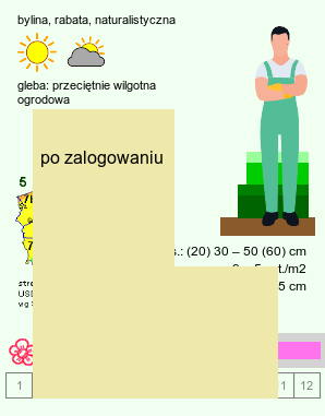 wymagania uprawowe Betonica macrantha (czyściec wielkokwiatowy)