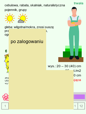 wymagania uprawowe Colchicum (zimowit)