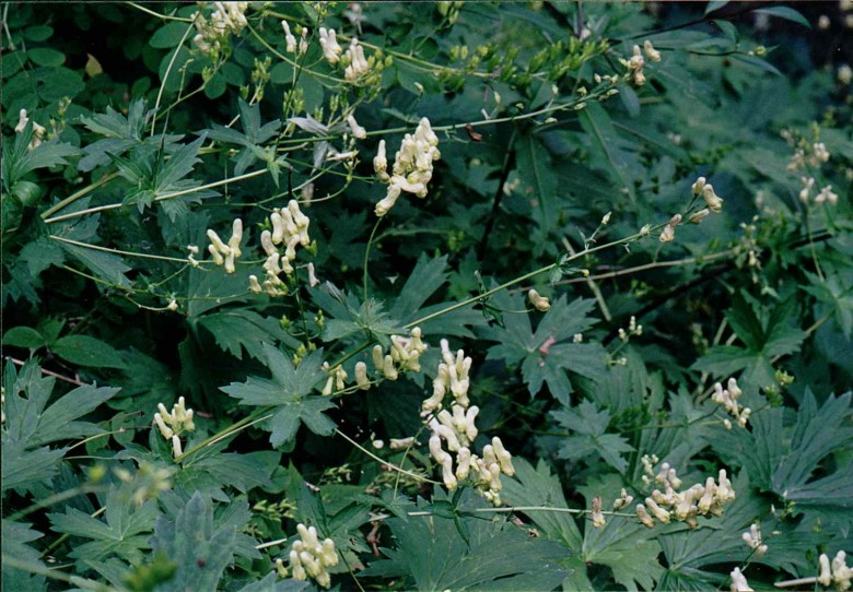 Aconitum lycoctonum ssp. lycoctonum (tojad lisi typowy)