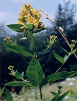 Lysimachia vulgaris (tojeść pospolita)