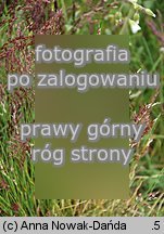 Agrostis rupestris (mietlica skalna)