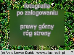 Astragalus alpinus (traganek alpejski)