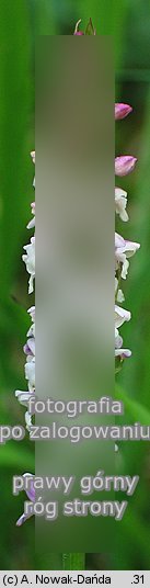 Gymnadenia odoratissima (gółka wonna)