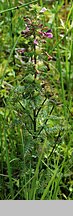 Pedicularis palustris (gnidosz błotny)