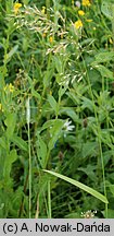Trisetum flavescens (konietlica łąkowa)