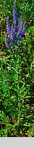 Veronica paniculata (przetacznik zwodny)