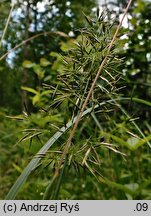 Agrostis capillaris (mietlica pospolita)