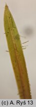 Potamogeton trichoides (rdestnica włosowata)